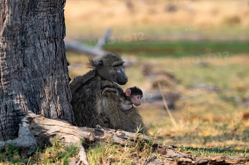 Bear baboon (Papio ursinus) mother and young sitting in the shade, Okavango Delta, Moremi Game Reserve, Botswana