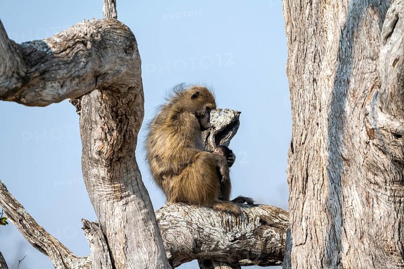 Bear baboon (Papio ursinus) sitting on a branch, Okavango Delta, Moremi Game Reserve, Botswana