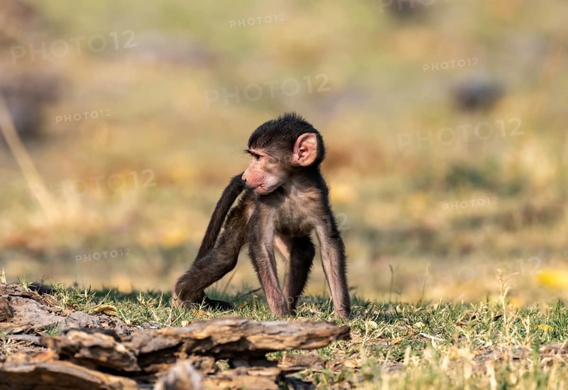 Bear baboon (Papio ursinus) young, Okavango Delta, Moremi Game Reserve, Botswana