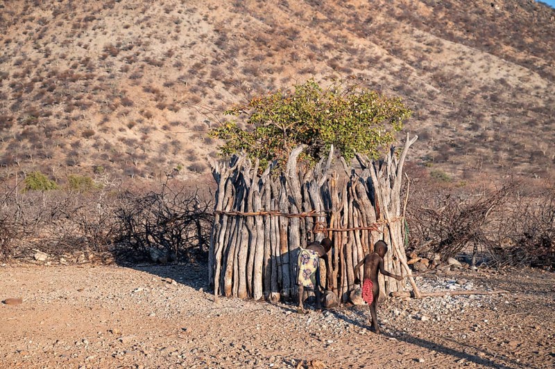 Himba goat barn, traditional Himba village in the savanna, arid countryside, Kaokoveld, Kunene, Namibia