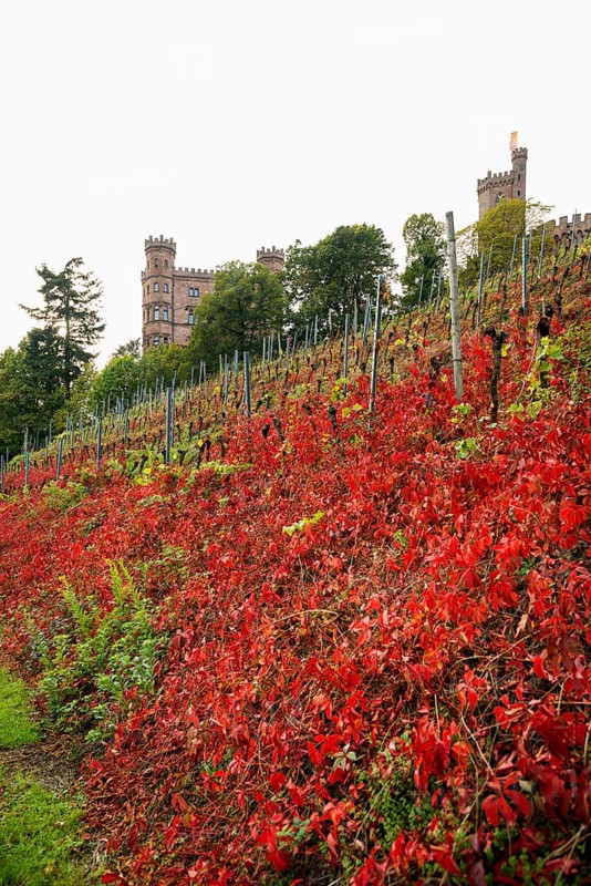 Castle and autumnal vineyards, Ortenberg Castle, Ortenberg, Kinzigtal, Ortenau, Black Forest, Baden-Württemberg, Germany