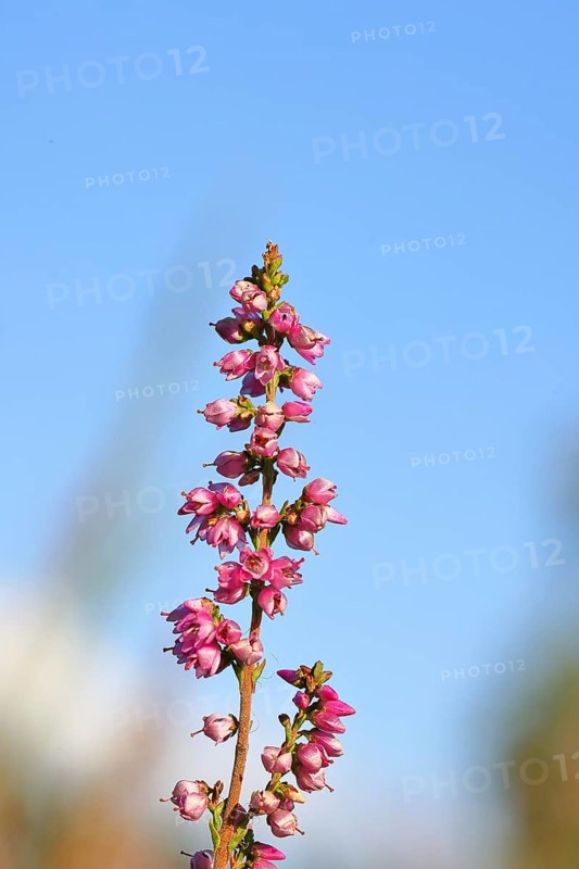 Flowering heather (Calluna vulgaris), heather, Trupacher Heide nature reserve, Siegen, North Rhine-Westphalia, Germany