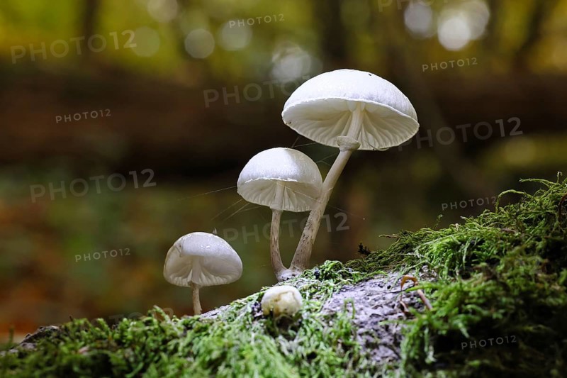 Ringed beech slime beetle (Oudemansiella mucida), on beech deadwood, Wilnsdorf, North Rhine-Westphalia, Germany