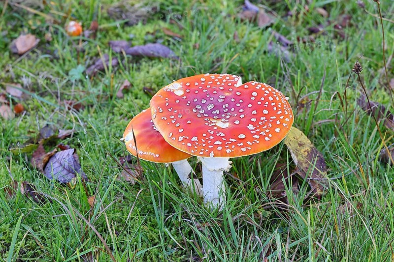 Red fly agaric (Amanita muscaria), fruiting body, in a meadow, close-up, Wilnsdorf, North Rhine-Westphalia, Germany