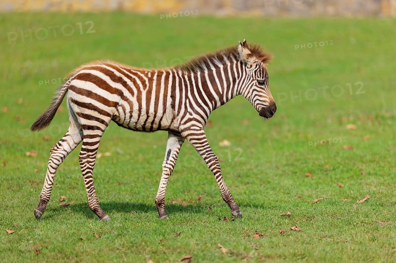 A Grant's zebra foal (Equus quagga boehmi) runs across a green meadow on a sunny day. East Africa