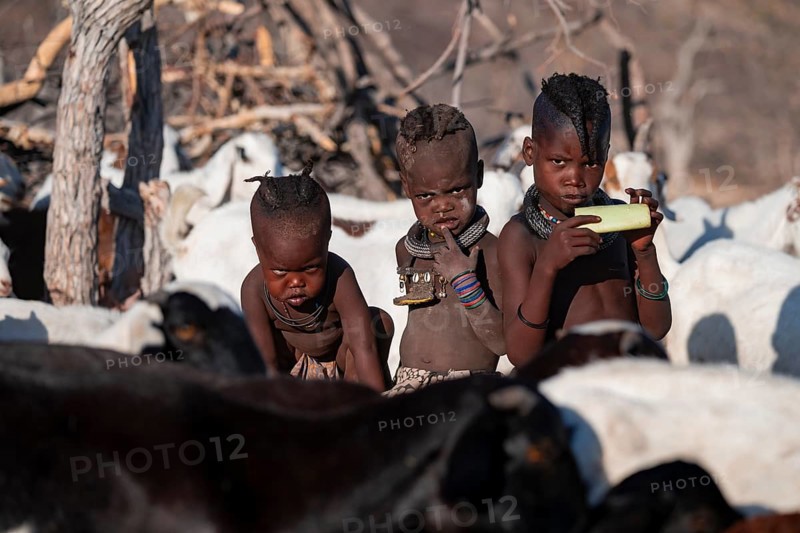 Himba children in the goat herd, traditional Himba village, Kaokoveld, Kunene, Namibia