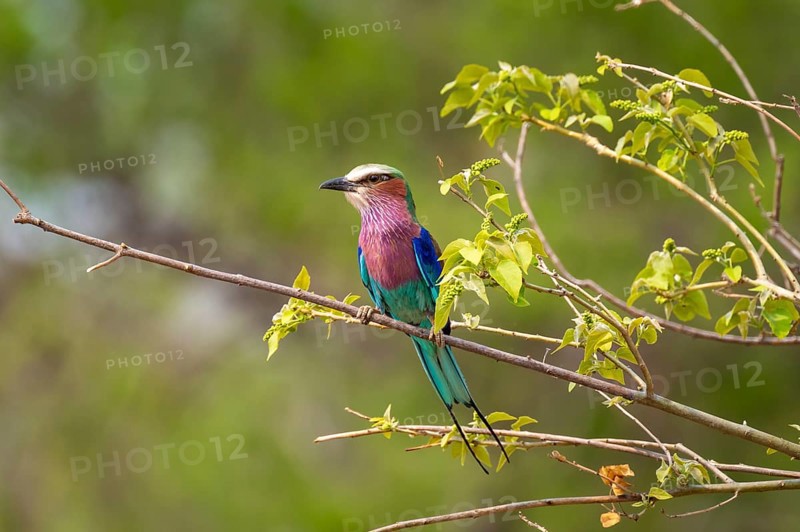 Forked Roller (Coracias caudatus), Xakanaxa, Okavango Delta, Moremi Game Reserve, Botswana