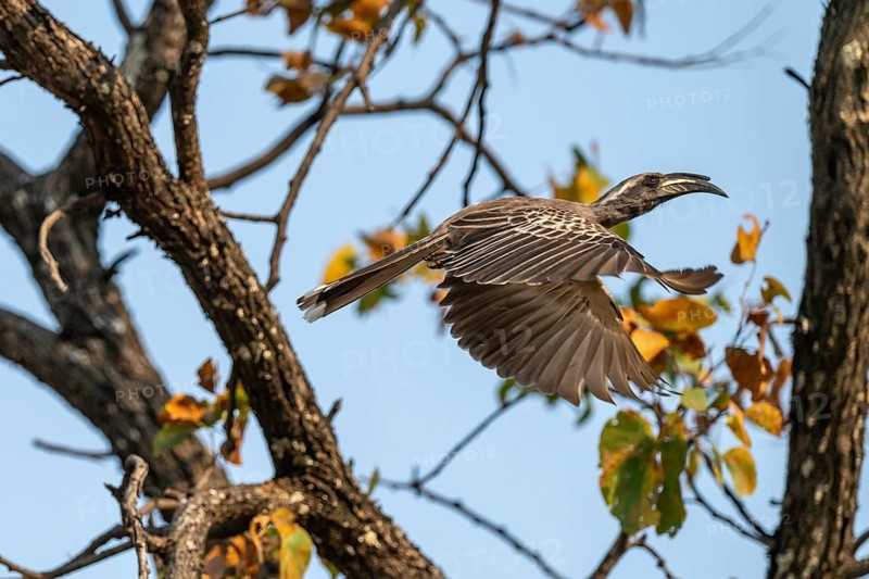 Grey Hornbill (Lophoceros nasutus, synonym: Tockus nasutus), also known as White-crested Hornbill, in flight, Xakanaxa, Okavango Delta, Moremi Game Reserve, Botswana