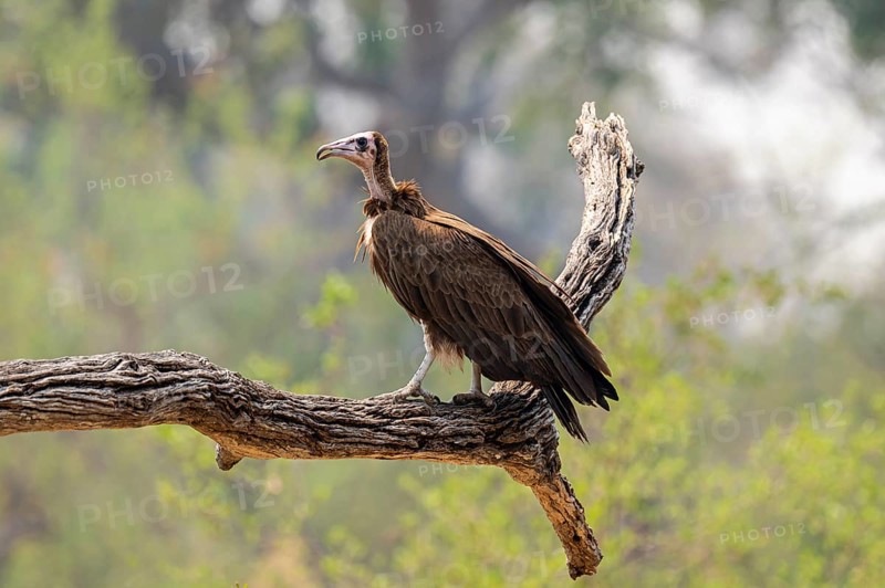 Black-capped vulture (Necrsoyrtes monachus) sitting on a branch, Xakanaxa, Okavango Delta, Moremi Game Reserve, Botswana