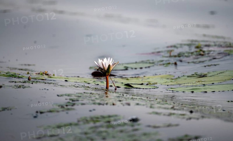Flowering water lily (Nymphaea) in the water, Xakanaxa Lagoon, Okavango Delta, Moremi Game Reserve, Botswana