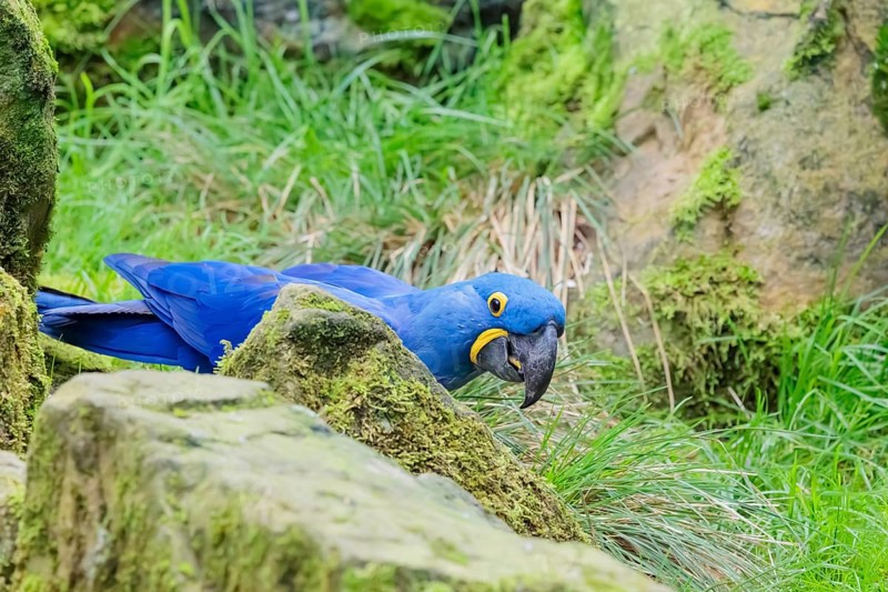 A hyacinth macaw (Anodorhynchus hyacinthinus) sits on a rock lying on a green meadow. Central and eastern South America