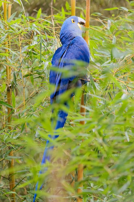 A hyacinth macaw (Anodorhynchus hyacinthinus) sits in dense green vegetation and nibbles on dry straws. Central and eastern South America