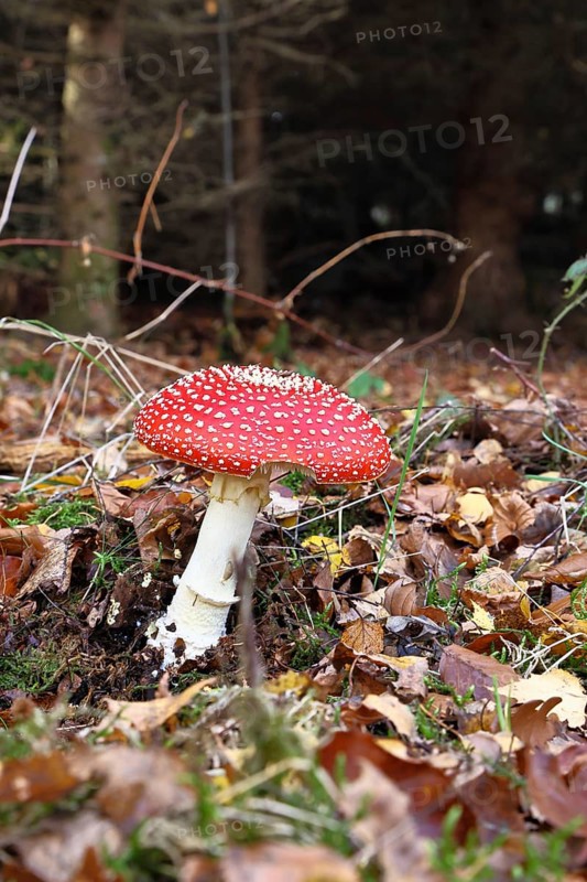 Red fly agaric (Amanita muscaria), fruiting body, in autumn leaves, dark background, close-up, Wilnsdorf, North Rhine-Westphalia, Germany