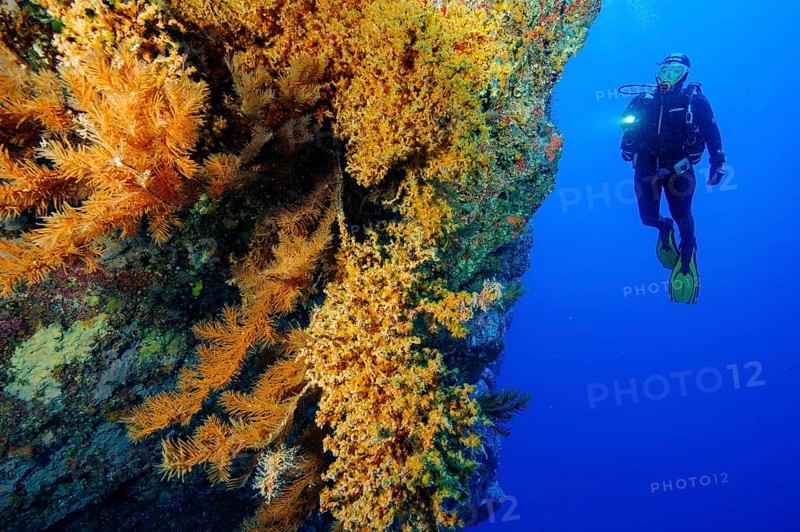Diver looking at steep rock face of lava rock reef with colony of Macaronesian encrusting anemone (Antipathozoanthus macaronesicus) and Black coral (Antipathella wollastoni) on the left, East Atlantic, Fuerteventura, Canary Islands, Spain