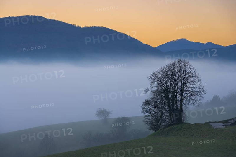 Blue hour trees in fog at Kremesberg, Pottenstein, Lower Austria, Austria