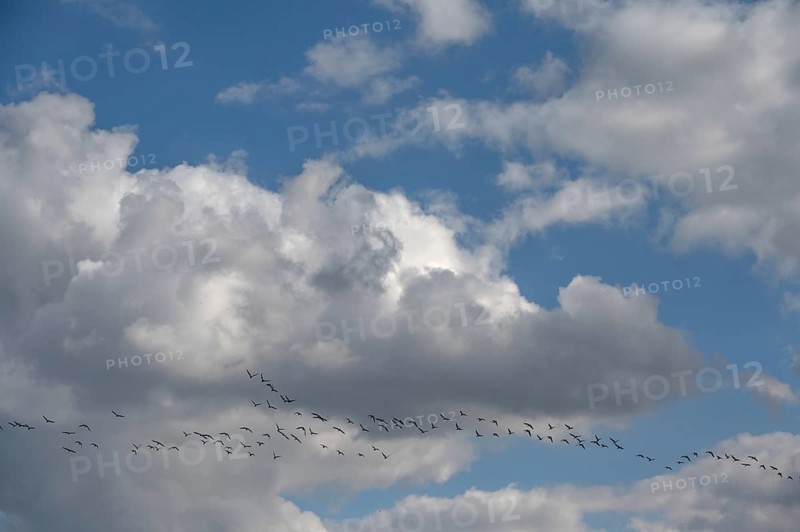 Wild geese (Anser anser) flying in formation under rain clouds (Nimbostratus) at the Darß, Mecklenburg-Vorpommern, Germany