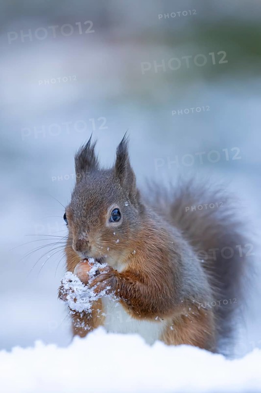 Red squirrel (Sciurus vulgaris) adult animal feeding on a hazel nut in snow in winter, England, United Kingdom