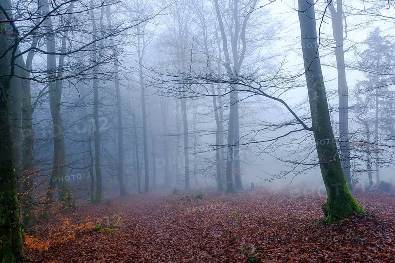 Winterberg, Sauerland, North Rhine-Westphalia, Germany - cloud forest on the Sweden-Steig W1 hiking trail, forest near Winterberg-Schmallenberg, bare trees in fog, leaves lying on the forest floor