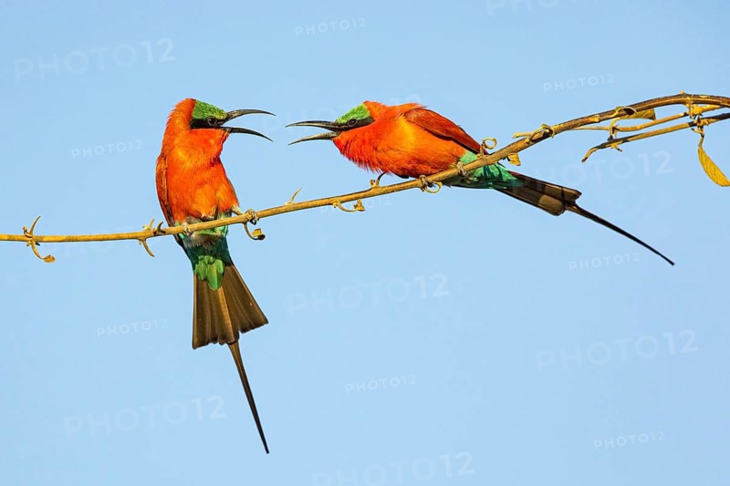 Carmine Bee-eater (Merops nubicus) Courtship behavier South Luangwa NP Zambia August