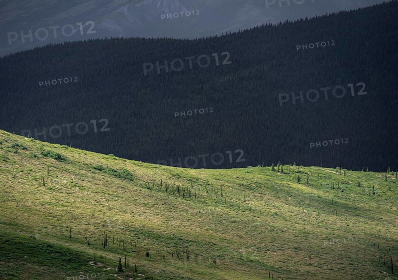 Tundra and taiga, barren meadow landscape and boreal coniferous forest, Denali National Park, Alaska, USA