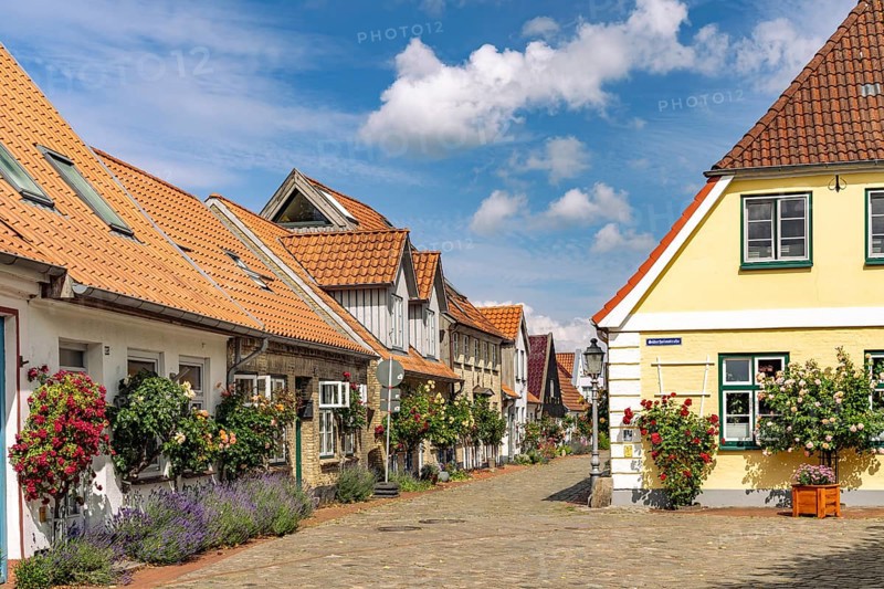 Colourful rose bushes in the historic fishing settlement of Holm, city of Schleswig, Schleswig-Holstein, Germany