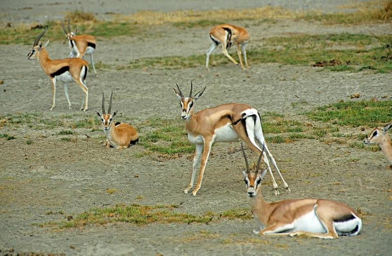 Thomson's gazelles (Eudorcas thomsoni) in the Ngorongoro Crater, Tanzania, Africa, June 2000, vintage, retro, old, historic