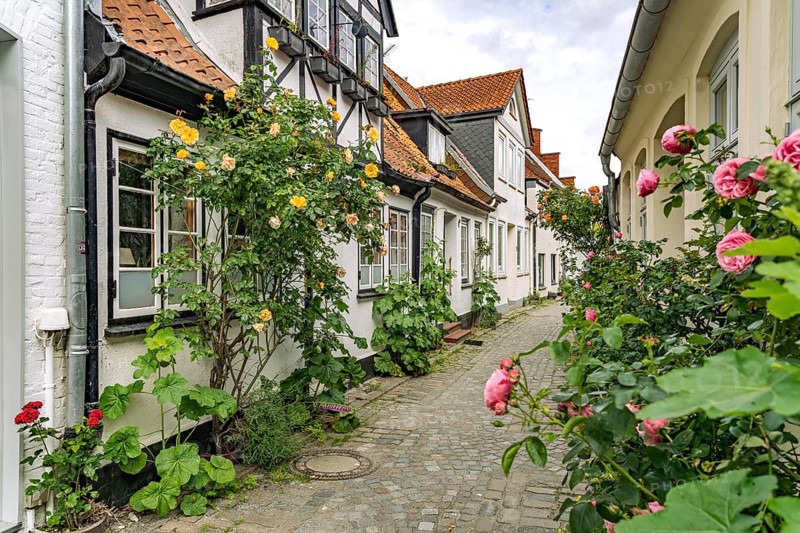 Alley with rose bushes in the old town of Eckernförde, Schleswig-Holstein, Germany
