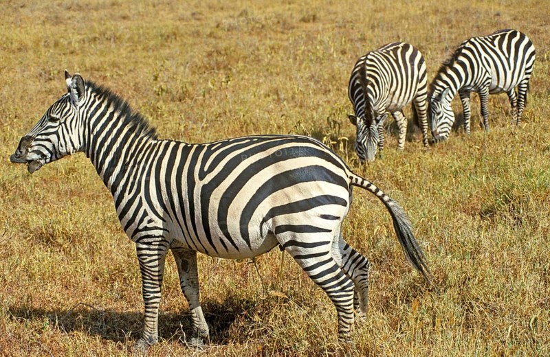 Steppe zebra (Equus quagga) in the Ngorongoro Crater, Tanzania, Africa, June 2000, vintage, retro, old, historical