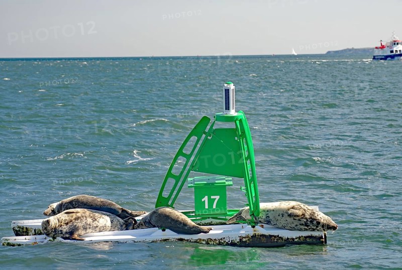 Three seals rest on a buoy in the sea, surrounded by water and distance, Firth of Forth, Edinburgh, Scotland, Great Britain