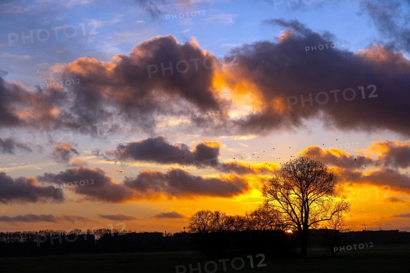 Sunset, Oberbillwerder, housing, future, tree, sky blue, Cumulus, December, Hamburg, Germany