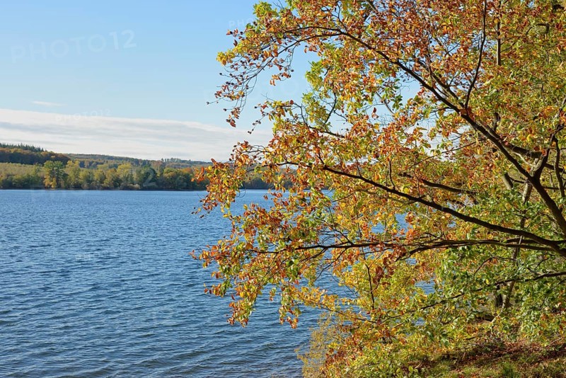 Deciduous trees with autumn leaves on the banks of Lake Möhnesee, Möhnetalsperre, North Rhine-Westphalia, Germany