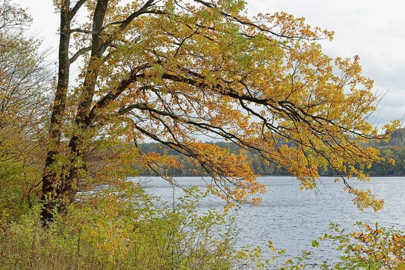 Deciduous trees, oak (Quercus) with autumn leaves on the lakeshore, overcast sky, Möhnesee, Möhnetalsperre, North Rhine-Westphalia, Germany