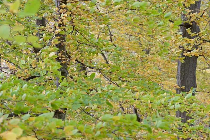 Deciduous trees, hornbeam (Carpinus betulus), branches with autumn leaves in strong wind, Möhnesee, Möhnetalsperre, North Rhine-Westphalia, Germany