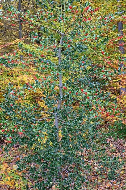 European holly (Ilex aquifolium), branches with red fruits, female plant, North Rhine-Westphalia, Germany