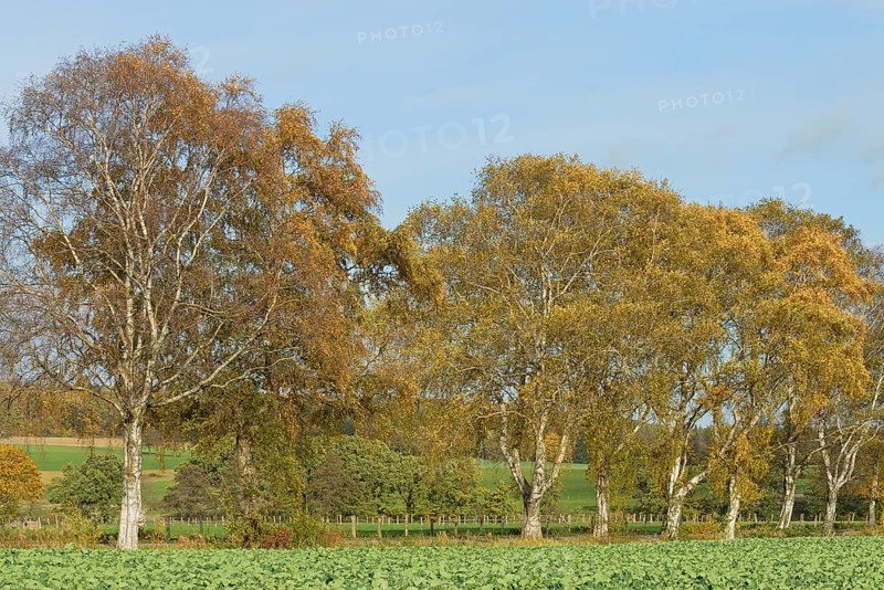 Deciduous tree, birch (Betula), row of trees with autumn leaves, blue cloudy sky, North Rhine-Westphalia, Germany