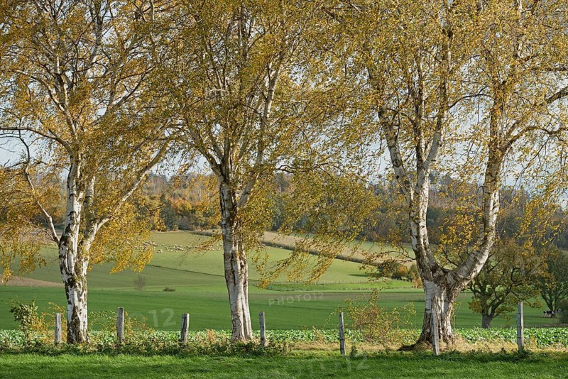 Deciduous tree, birch (Betula), row of trees with autumn leaves, North Rhine-Westphalia, Germany