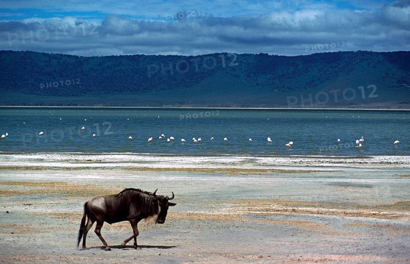 Wildebeest (Connochaetes taurinus), flamingos, Ngorongoro Crater, Tanzania, June 2000, vintage, retro, old, historical