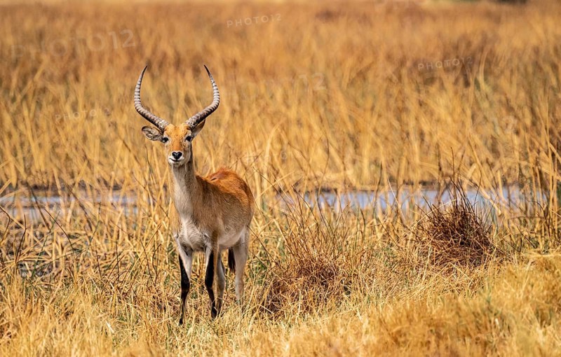Letschwe or lychee moor antelope (Kobus leche), adult male, Xakanaxa, Okavango Delta, Moremi Game Reserve, Botswana