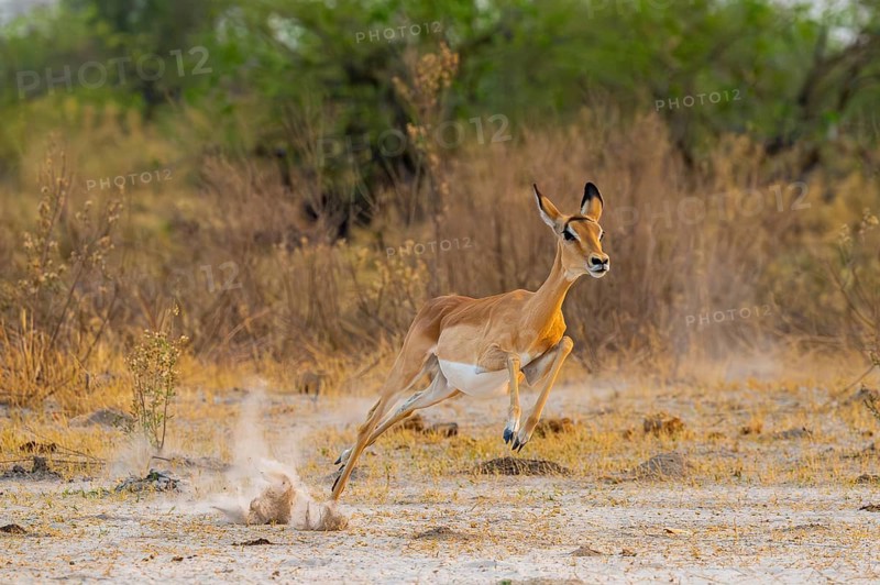 Impala (Aepyceros melampus) female jumping, running, on the run, Xakanaxa, Okavango Delta, Moremi Game Reserve, Botswana