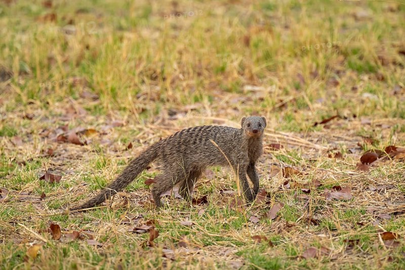 Zebra mongoose (Mungos mungo), Xakanaxa, Okavango Delta, Moremi Game Reserve, Botswana