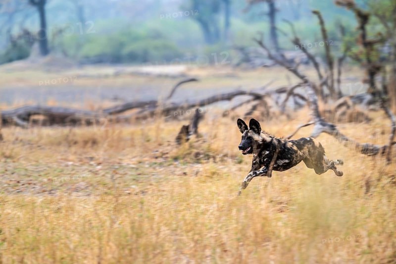 African wild dog (Lycaon pictus) running, hunting, Xakanaxa, Okavango Delta, Moremi Game Reserve, Botswana