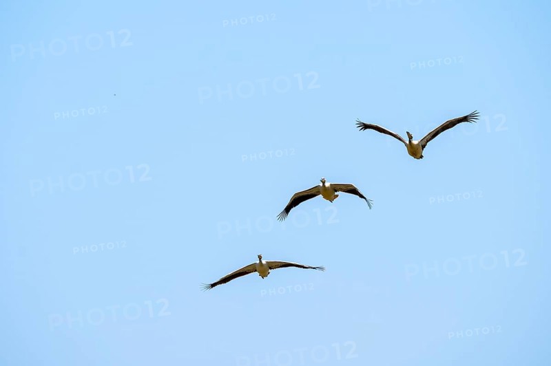 Pink pelican (Pelecanus onocrotalus) in flight, on the Kavango River, Namibia