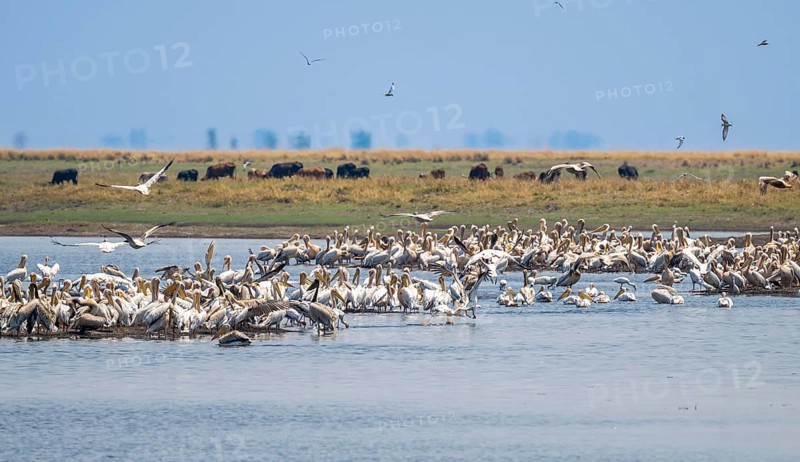 Pink pelican (Pelecanus onocrotalus), flock at the Kavango River, Namibia