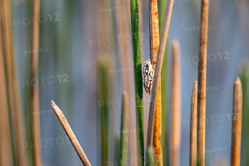 Marble reed frog (Hyperolius marmoratus), white frog sitting on a papyrus, Xakanaxa Lagoon, Okavango Delta, Moremi Game Reserve, Botswana