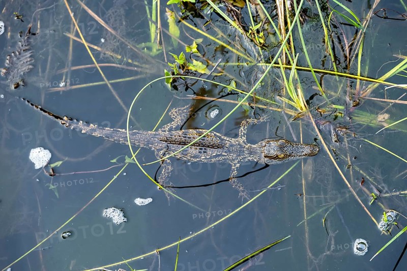 Young animal, Nile crocodile in swamp, Xakanaxa Lagoon, Okavango Delta, Moremi Game Reserve, Botswana