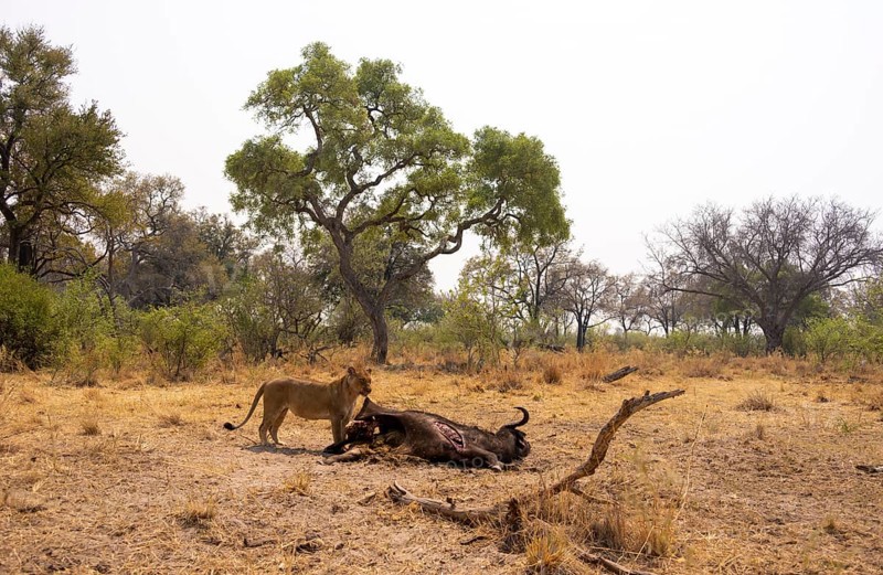 Kill, lion (Panthera leo) eating buffalo Xakanaxa, Moremi Game Reserve, Botswana