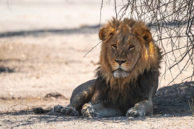 Maned lion, lion (Panthera leo) lies, Savuti, Chobe National Park, Botswana