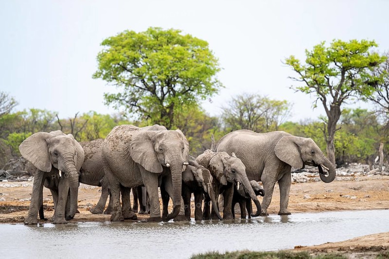 Herd of animals, animal family with young, African elephant (Loxodonta africana) drinking at a waterhole, Etosha National Park, Namibia