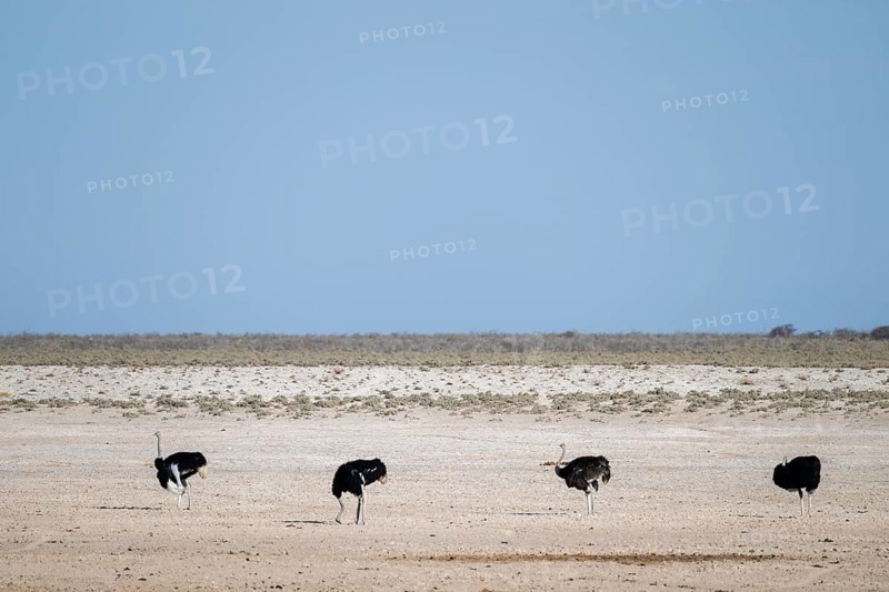 Funny, Four males, Common ostrich (Struthio camelus) running through savannah, Etosha National Park, Namibia