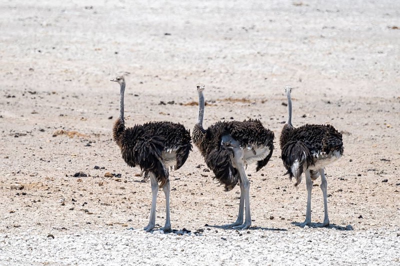Funny, Three males, Common ostrich (Struthio camelus) running through savannah, Etosha National Park, Namibia